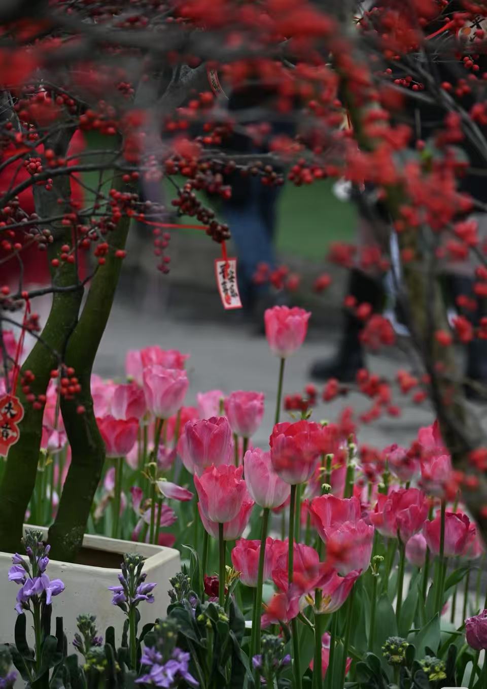 郁金香花海