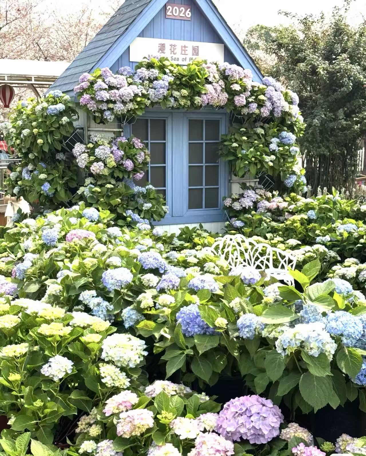 绣球花屋